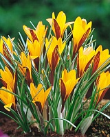 Крокус angustifolius