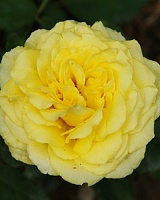 роза Амандина (Amandine)