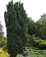 Тис средний Войтек (Taxus media Wojtek)