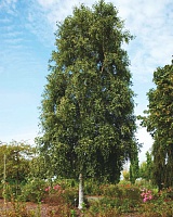 Береза повислая Фастигиата (Betula pendula Fastigiata)