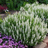 Шалфей дубравный Шнеехугель (Schneehugel)