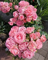 роза Барбадос (Barbados) роза Барбадос (Barbados)