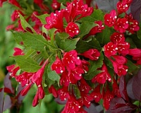 Вейгела гибридная Ред Принц (Weigela hybrida Red Prince)