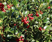 Падуб мезерва Хекенпрахт (Ilex meserveae Heckenpracht)