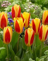 Тюльпан Greigii Stresa