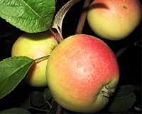 Яблоня Дарья Яблоня Дарья