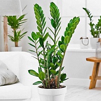 Замиокулькас Замифолия (Zamioculcas zamiifolia)