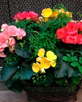 Бегония микс 