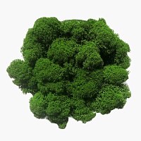 Мох Ягель стабилизированный Dark Мох Ягель стабилизированный Dark