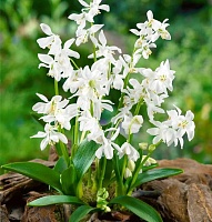 Сцилла Alba Сцилла Alba