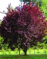 Слива растопыренная Нигра