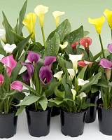 Калла (Зантедеския) (Zantedeschia)