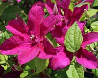 Клематис крупноцветковый Кардинал Вишинский