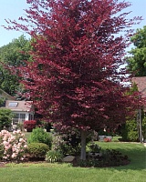 Бук европейский (лесной) Пурпуреа Триколор