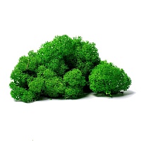 Мох Ягель стабилизированный Natural