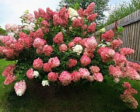 Гортензия метельчатая Сандей Фрейз (Hydrangea paniculata Sundae Fraise)