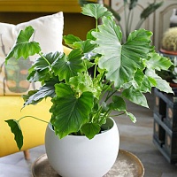 Филодендрон Шангри Ла