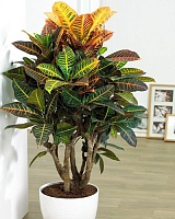 Кодиеум (кротон) Петра (Codiaeum Petra)