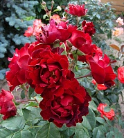 роза Индиан Раффлз
