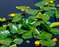 Кубышка желтая (Nuphar lutea)