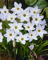 Ифейон White Star