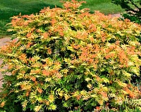 Рябинник рябинолистный Сэм (Sorbaria sorbifolia Sem) Рябинник рябинолистный Сэм (Sorbaria sorbifolia Sem)