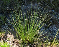 Ситник развесистый (Juncus effusus)