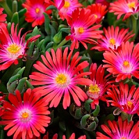 Делосперма дайера Ред Маунтин