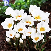 Крокус botanical Aubade Крокус botanical Aubade