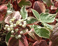 Дерен белый Сибирика Вариегата (Cornus Alba Sibirica Variegata)