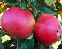 Яблоня Айдаред Яблоня Айдаред