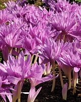Колхикум Waterlily (Colchicum Waterlily)