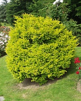 Тис ягодный Семперауреа (Taxus baccata Semperaurea)