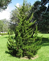 Можжевельник виргинский Канаерти (Juniperus virginiana Canaertii)