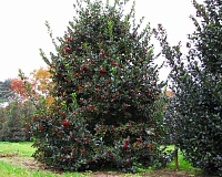 Падуб мезерва Блю Ангел (Ilex meserveae Blue Angel)