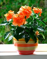 Кроссандра Фортуна (Crossandra fortuna)