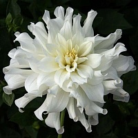 Георгин Aspen Георгин Aspen