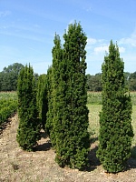 Тис средний Виридис (Taxus media Viridis)