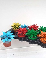 Гастерия Гиппо Пейнтед (Gasteria Hippo Painted)