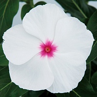 Катарантус Пацифика Полька Дот (Catharanthus pacifica Polka Dot)