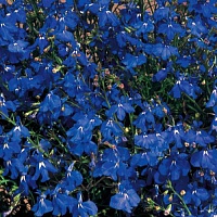 Лобелия прямостоячая Ривьера Марин Блю (Lobelia erinus Riviera Marine Blue)