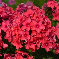 Флокс метельчатый Red 