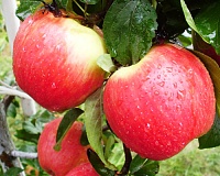 Яблоня Женева Эрли Яблоня Женева Эрли