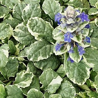 Живучка ползучая Вариегата