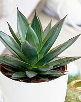 Агава (Agave)