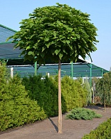 Катальпа бигнониевидная Нана (Catalpa bignoniaceae nana)