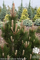Сосна белокорая Литтл Дракула (Pinus leucodermis Little Dracula)