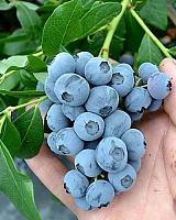 Голубика высокорослая Патриот (Vaccinium corymbosum Patriot)
