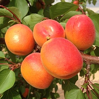 Абрикос Киевский Красень