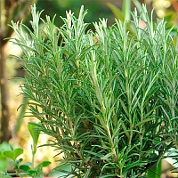Розмарин лекарственный (Rosmarinus officinalis)